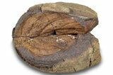 Fossil Leaf (Rhamnus?) Pos/Neg - Hell Creek Formation #253034-2